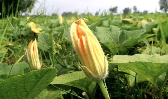 পঞ্চগড়ে হাইব্রিড বীজ কিনে প্রতারণার শিকার কৃষক, ১৮০ বিঘায় ফলন শূন্য